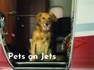 AB Jets for People and Their Pets